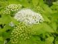 Preview: Spiraea japonica White Gold