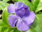 Preview: Das Immergrün Double Bowles - gefüllte violette Blüte