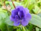 Preview: Veilchenblaue, gefüllte Blüte des Immergrüns Double Bowles