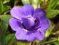 Preview: Hübsche blaue Blüte - Immergrün Double Bowels