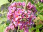 Preview: Buddleja Flower Power