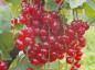 Preview: Früchte der roten Johannisbeere Heros
