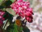 Preview: Blüte der Blut-Johannisbeere Pulborough Scarlet
