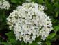 Preview: Viburnum burkwoodii Anne Russell, hybridolvon Anne Russell
