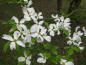 Preview: Amerikanischer Blumenhartriegel - leuchtend weiße Blütenpracht