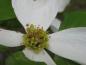 Preview: Blumenhartriegel mit weißen Hochblättern und kleinen grünen Blüten