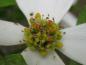 Preview: Nahaufnahme der Blüten des Blumenhartriegels