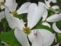 Preview: Koreansk blomsterkornell, Cornus florida