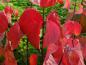 Preview: Amerikanischen Blumenhartriegel mit schöner Herbstfärbung
