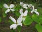 Preview: Amerikanischer Blumenhartriegel mit weißen Blüten
