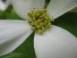 Preview: Blüten des Blumenhartriegels in Nahaufnahme