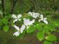 Preview: Weiße Blüten im Juni - Amerikanischer Blumenhartriegel