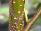 Preview: Betula ermanii Blush