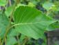 Preview: Sommerlaub von Betula ermanii Blush