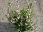 Preview: Calluna vulgaris Spring Torch