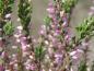 Preview: Calluna vulgaris Underwoodii