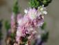 Preview: Calluna vulgaris Radnor