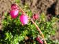 Preview: Irische Glockenheide William Buchanan - rosarote Blüten