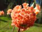 Preview: Edgeworthia chrysantha Red Dragon