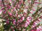 Preview: Calluna vulgaris Marlies