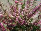 Preview: Calluna vulgaris Red Bud