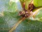 Preview: Unscheinbare Blüte der Quercus dentata C.F. Miller