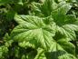 Preview: Frische grüne Blätter der Ribes sanguineum King Edward VII
