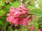 Preview: Rosa Blüte der Ribes sanguineum King Edward VII