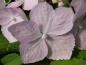 Preview: Sterile Einzelblüte: Hydrangea serrata Blue Deckle