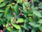 Preview: Noch geschlossene Blütenknospen von Mahonia gracilipes