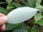 Preview: Die helle Blattunterseite von Mahonia gracilipes