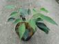 Preview: Mahonia gracilipes
