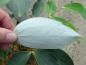 Preview: Die Blattunterseite von Mahonia gracilipes