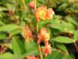 Preview: Gelborange Blüten der Mahonia gracilipes