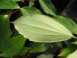 Preview: Mahonia gracilipes