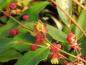 Preview: Die roten Knospen der Mahonia gracilipes öffnen sich als rotgelbe Blüten.