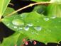 Preview: Mahonia gracilipes - hellgrüne Blätter und rote Knospen