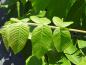 Preview: Laub von Juglans ailantifolia Shubert