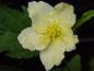 Preview: Die cremeweiße Blüte von Kerria japonica Albiflora
