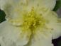 Preview: Weißblühender Ranunkelstrauch: weiße Blüte