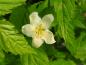 Preview: Weiße Blüte der Kerria japonica Albiflora