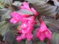 Preview: Rosarote Blüten von Weigela Minor Black