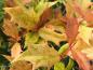 Preview: Doftbuske Tricolor, Osmanthus heterophyllus Tricolor