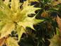 Preview: Osmanthus heterophyllus Tricolor