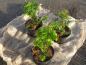 Preview: Kleine Pflanzen von Torreya nucifera