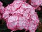 Preview: Blüte der Hydrangea macrophylla Miss Saori