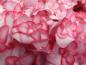 Preview: Weiße Blütenblätter mit rosa Rand - Bauernhortensie Miss Saori