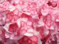 Preview: Die feingezeichnete Blüte der Hydrangea macrophylla Miss Saori