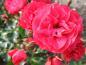 Preview: Himbeerrote Blüten - die Rose Gärtnerfreude
