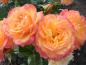 Preview: Von Gelb bis Rosa - die Farben der Rose Gartenspaß